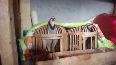 Ahlat ilçe Doğa Koruma ve Milli Parklar Şefliği ekipleri, yasadışı